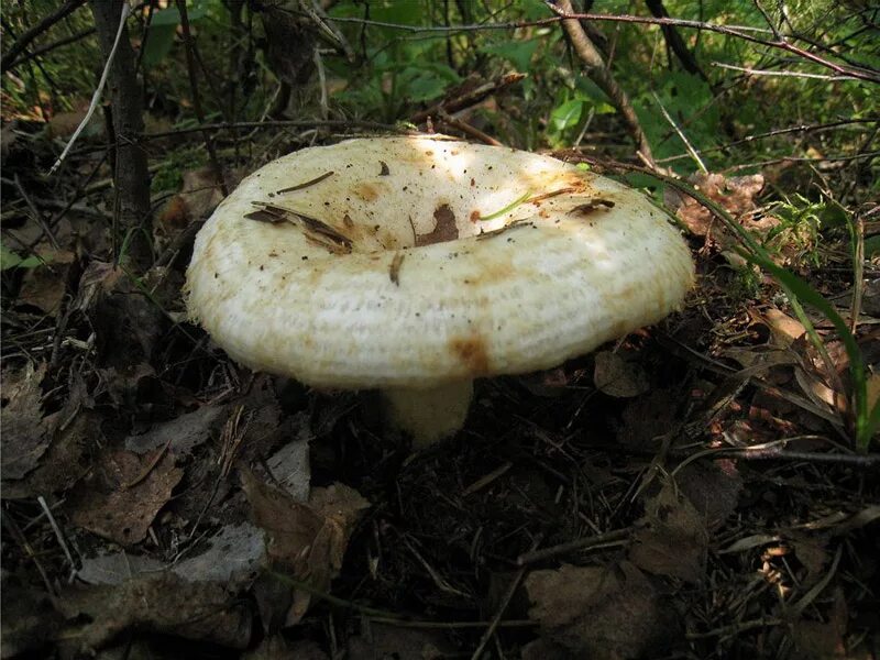 Горькуша желчный гриб. Почему горчат грибы. Почему горчат грибы. Рыжики грибы. Сыроежки грибы вареные.