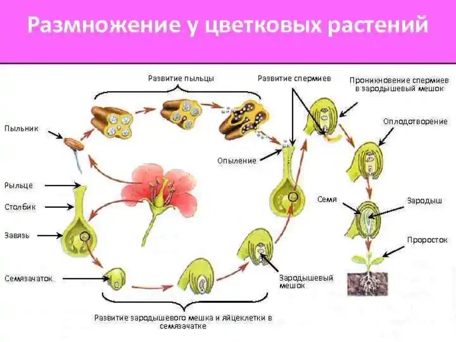 Образование цветка появление вегетативных. Опыление и оплодотворение цветковых растений 6 класс. Оплодотворение у цветковых растений 6 класс биология рисунок. Размножение покрытосеменных растений схема. Оплодотворение цветкового растения биология 6 класс.