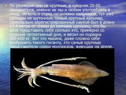 Дождевой кальмар