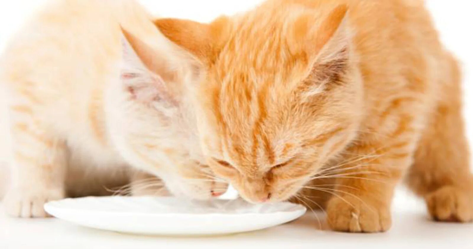 Should cat. Котенок рыжий пьет молоко. Рыжий кот пьет молоко. Котенок лакает молоко. Рыжий котёнок лакает молоко.