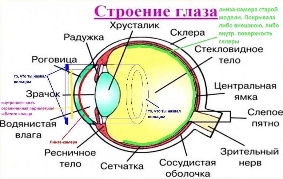 Какого строение глаза человека