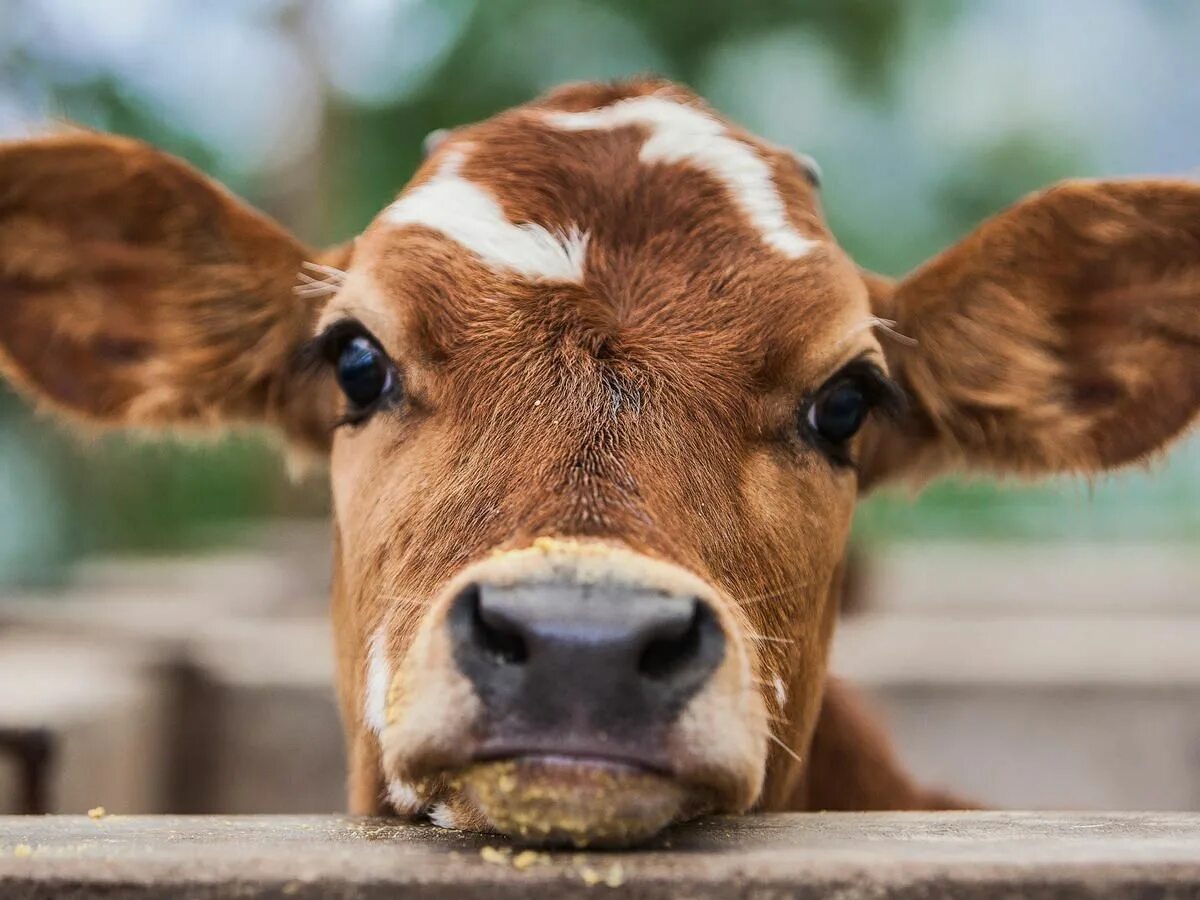 Корова и бык. Сельскохозяйственные животные. Под бычком. Под бычком. Красивый теленок.