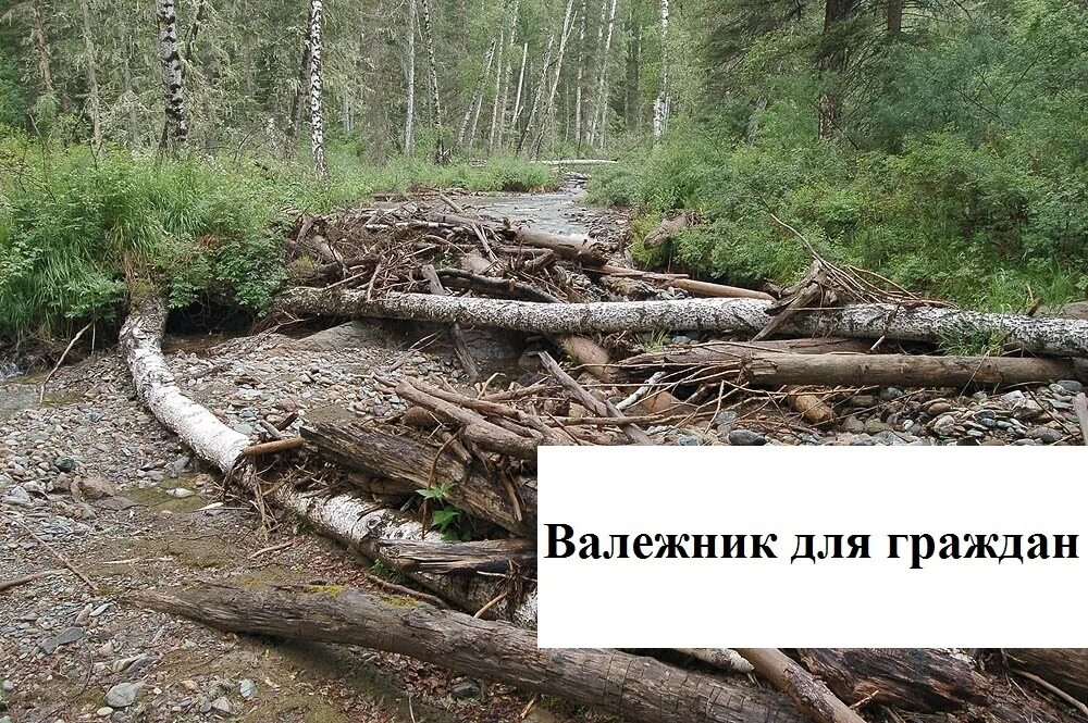 Какие валежник можно собирать. Заготовка валежника для собственных нужд. валежник. сбор валежника в лесу. памятка о сборе валежника.