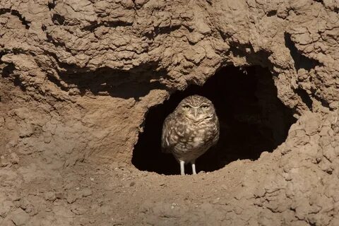Burrow