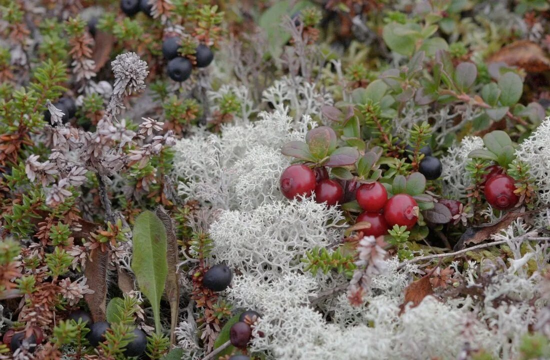 Морошка на ягеле. Тундра ягель ягода. Растения тундры тайги. Растения тундры тайги. Растения тундры тайги.