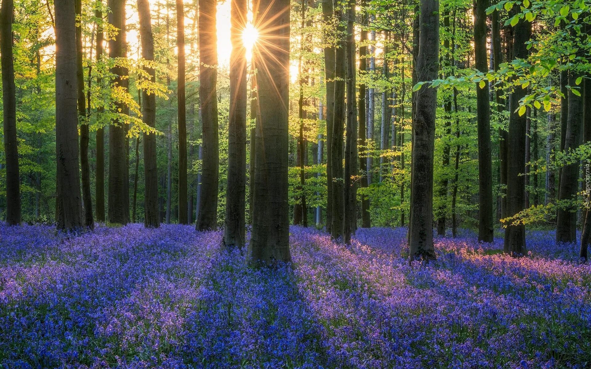 Nature is beautiful. Bluebell Forest Бельгия. Халлербос. Красивый лес. Красивые леса.