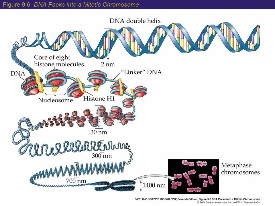 Спирализация молекулы. 5 Уровней компактизации ДНК. Уровни компактизации хроматина. Структурная организация ДНК уровни компактизации. Упаковка ДНК В ядре.