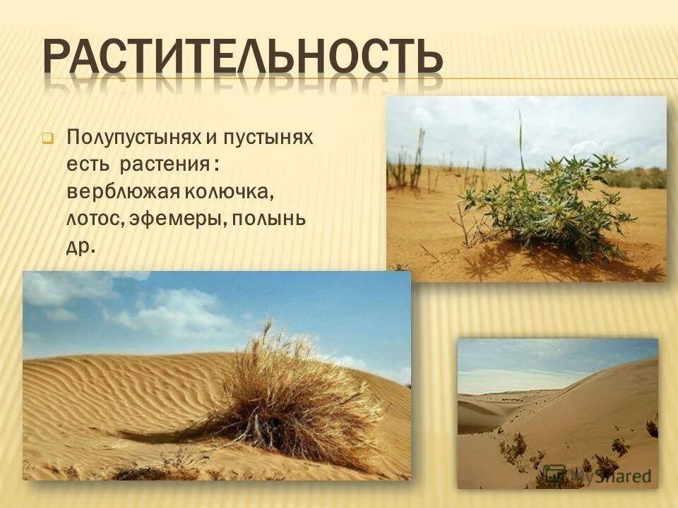 Сопутствующие виды пустыни. Растительный мир зоны пустынь и полупустынь россии. растительный мир пустыни и полупустыни. растительность в зоне пустынь и полупустынь. растительность в пустынях и полупустынях.