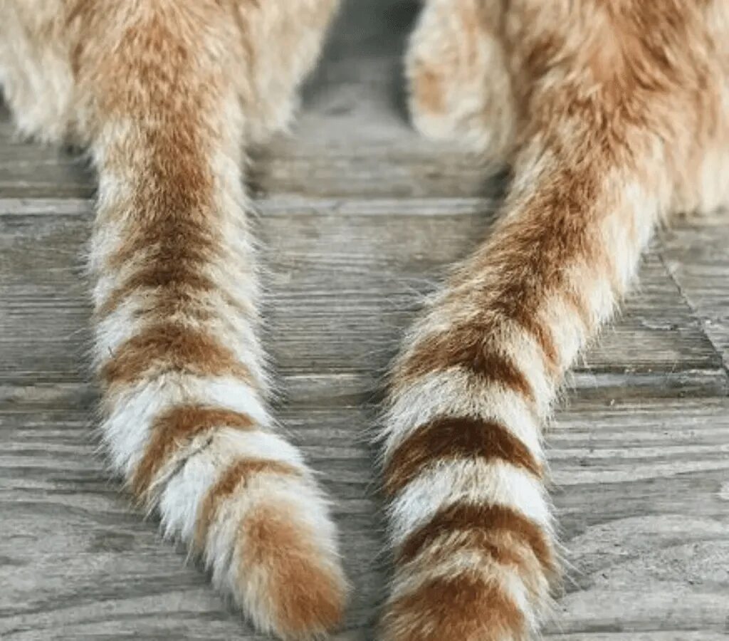 Кот с пушистым хвостом. Tail picture. Кот с хвостом. Кошачий хвост. Про хвостики.