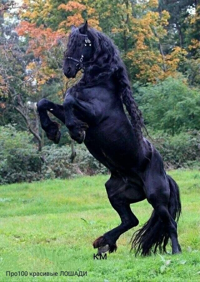 Без фризов. Арабо Фризская лошадь. Фриз Фризская лошадь. Черный Шайр лошадь.