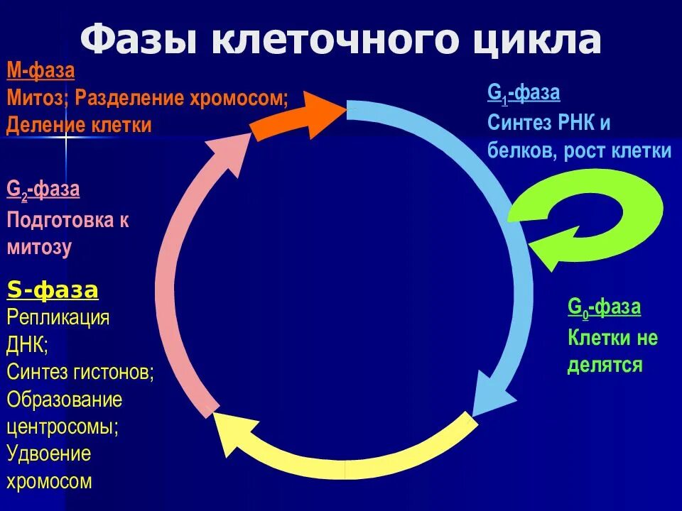 Правильный цикл. Фаза клеточного цикла g1 и g2. G1 в фазу s клеточного цикла,. Фазы g1 в фазу s клеточного цикла. Фазы клеточного цикла схема.