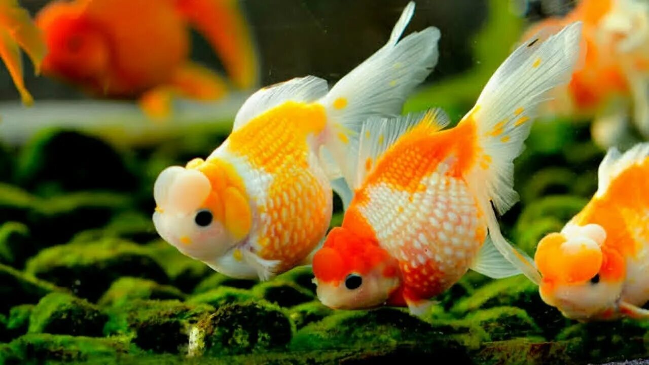 Подсаживать рыбок. Оранда рыбка. Аквариумная Золотая рыбка Оранда. Жемчужинка рыбка аквариумная. Золотая рыбка Оранда золотистая.