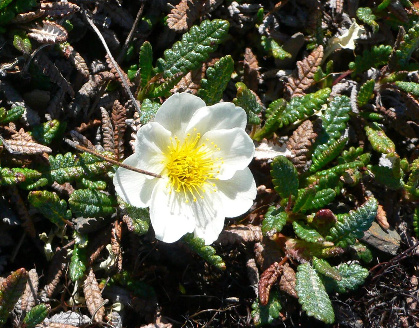 Дриада цветок. Дриада восьмилепестковая. дриада точечная (dryas punctata). дриада куропаточья трава. дриада в тундре.