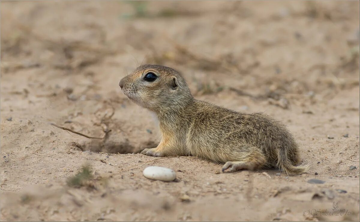 даурский суслик. сурок суслик сурикат. крапчатый суслик. чернохвостая луговая собачка. мексиканская луговая собачка.