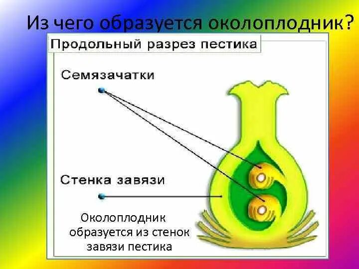 Какая часть плода развивается из стенок завязи. Завязь пестика - околоплодник. Оклоплодник стенки завези. Из чего формируется околоплодник. Семяпочка в завязи пестика.