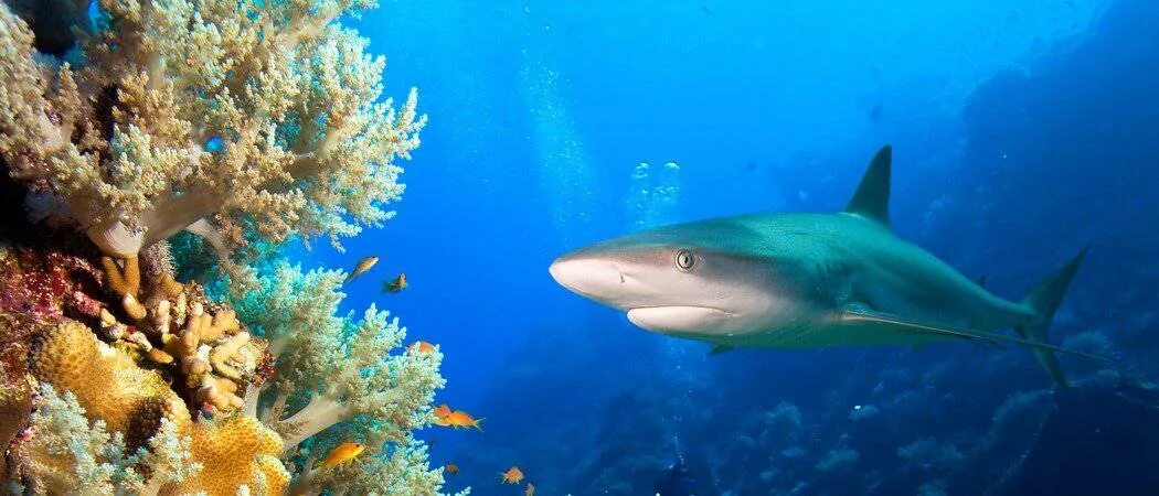 Большой Барьерный риф акулы. Коралловая акула. Подводный мир океана.