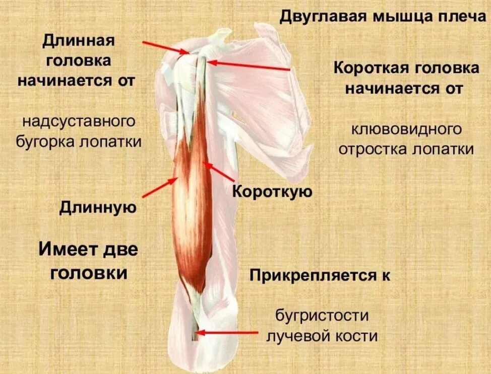 К чему крепится бицепс. Длинная головка двуглавой мышцы плеча анатомия. Короткая головка двуглавой мышцы плеча. Сухожилие длинной головки двуглавой мышцы. Прикрепление головок двуглавой мышцы плеча.