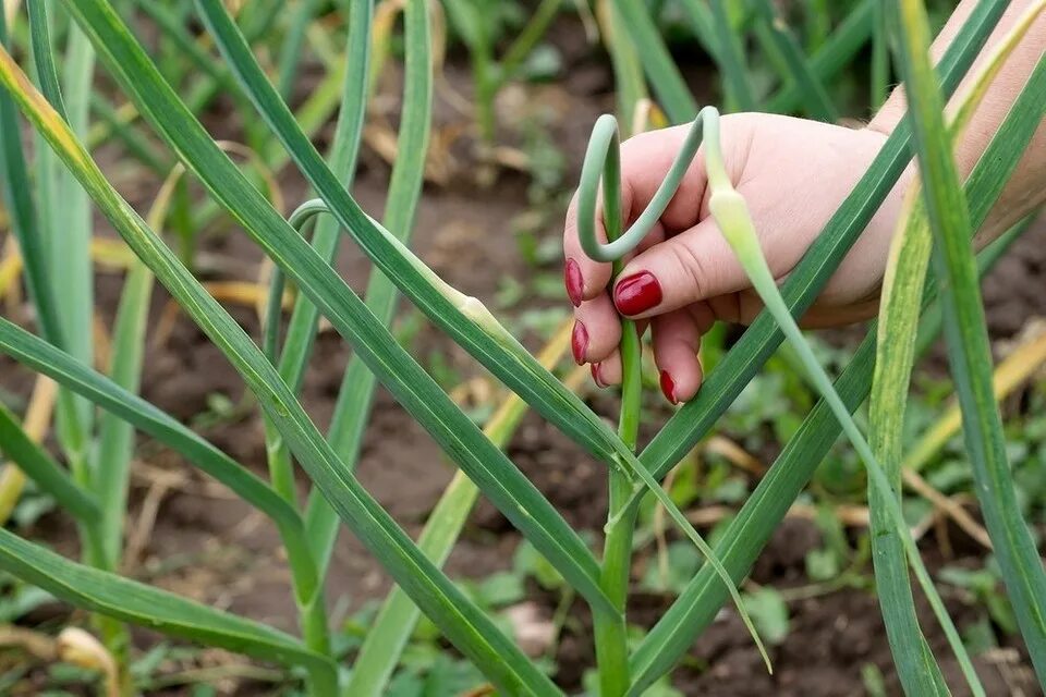 Стрелки чеснока когда обрывать и как. Цветонос чеснока. Стрелки чеснока фото. Стрелки чеснока когда обрывать и как. Стрелки чеснока когда обрывать и как.