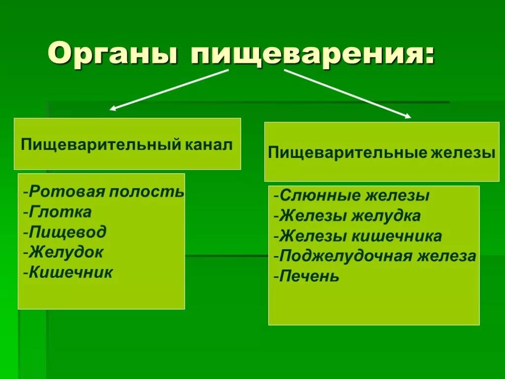 Какую функцию выполняет пищеварительный канал. Пищеварительный канал и пищеварительные железы. органы пищеварения пищеварительный канал пищеварительные железы. органы пищеварительного канала и пищеварительные железы таблица. таблица пищеварительный канал и пищеварительные железа.