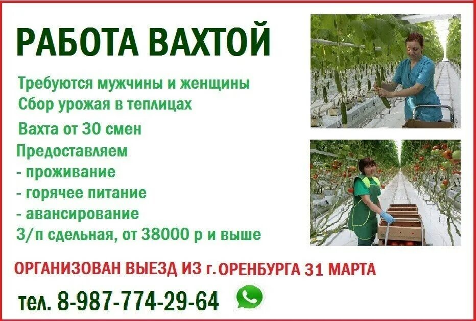 Работа с питанием и проживанием в новосибирске. Работа вахтой в теплице. Работа вахта в теплицах. Теплицы вахта. Работать вахтой в теплице
