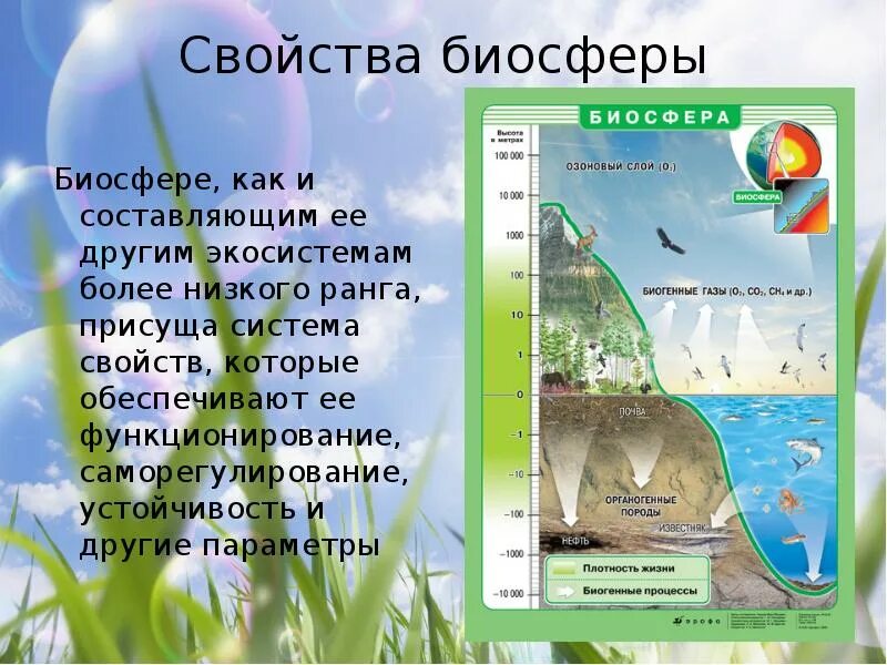 Свойства биосферы. Характеристика биосферы. Биосфера и ее характеристика. Основные свойства биосферы. Человек является частью биосферы докажите правильность этого