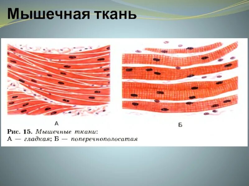 Поперечнополосатая и гладкая мышечная ткань. Волокна поперечно-полосатой мышечной ткани многоядерные. Поперечно Скелетная мышечная ткань. Поперечно полосатая мышечная ткань многоядерная. Отличие гладкой и поперечно полосатой ткани