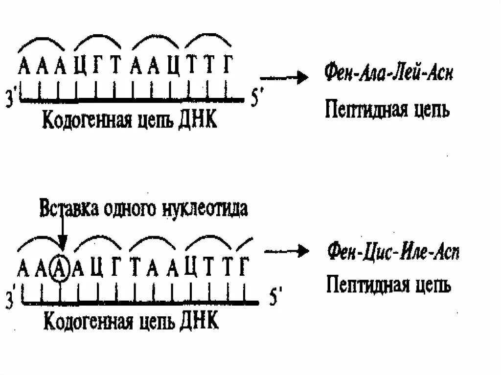 Какая цепь днк матричная. Кодогенная цепь ДНК это. Кодогенная цепь и матричная. Кодогенная и матричная цепь ДНК. Кодогенная спираль ДНК.