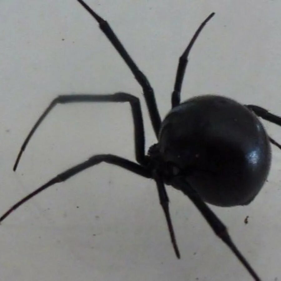 Черный паук хорошо. Черный паук. Черная вдова gferэстетика. Черный домашний паук. Чисто черный паук.