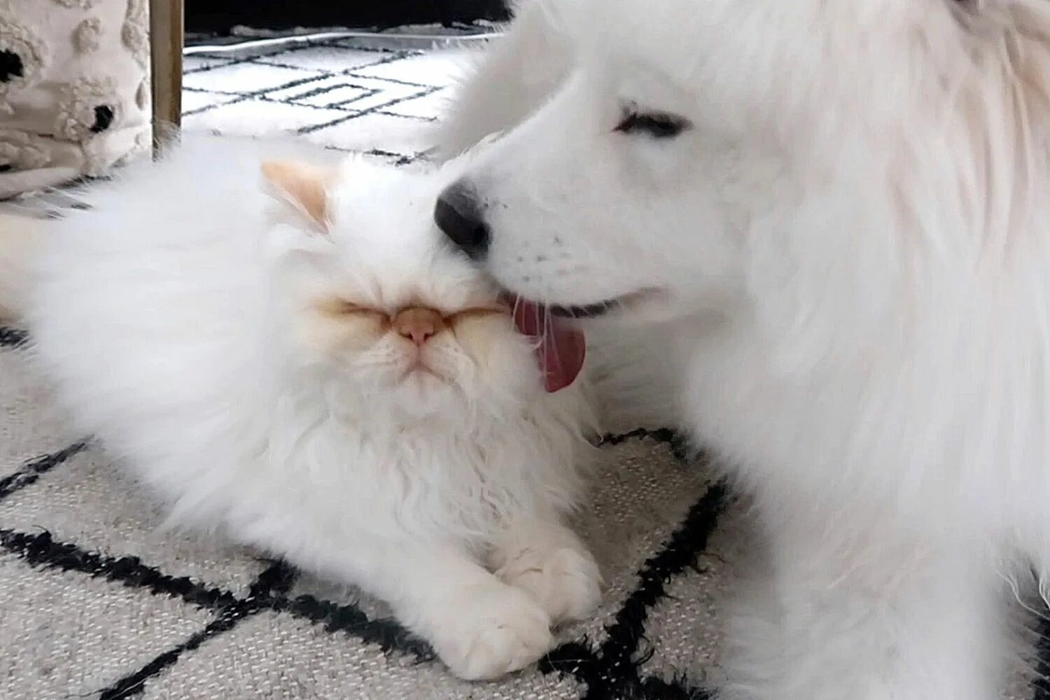 Собака и белый кот. Самоед и кот. самоед и кошка. дружба самоеда и кота. самоед дружит с котом.