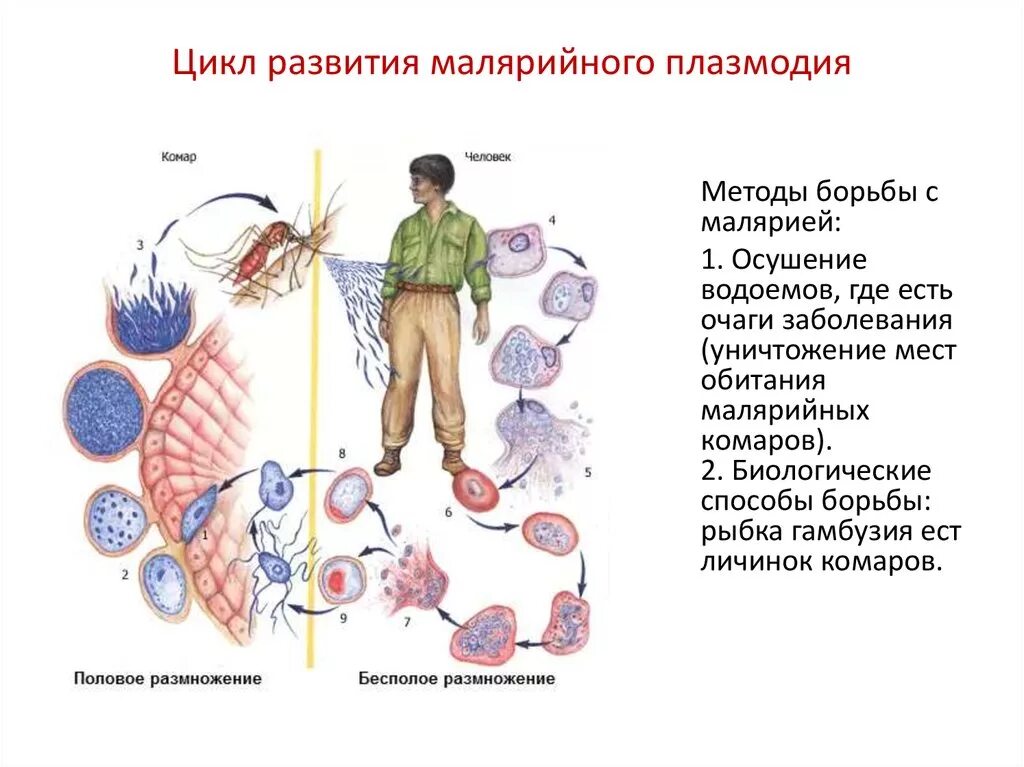 Возникновении малярии. Цикл малярийного плазмодия. Схема развития малярийного плазмодия. Цикл развития малярийного плазмодия. Цикл заражения малярией.