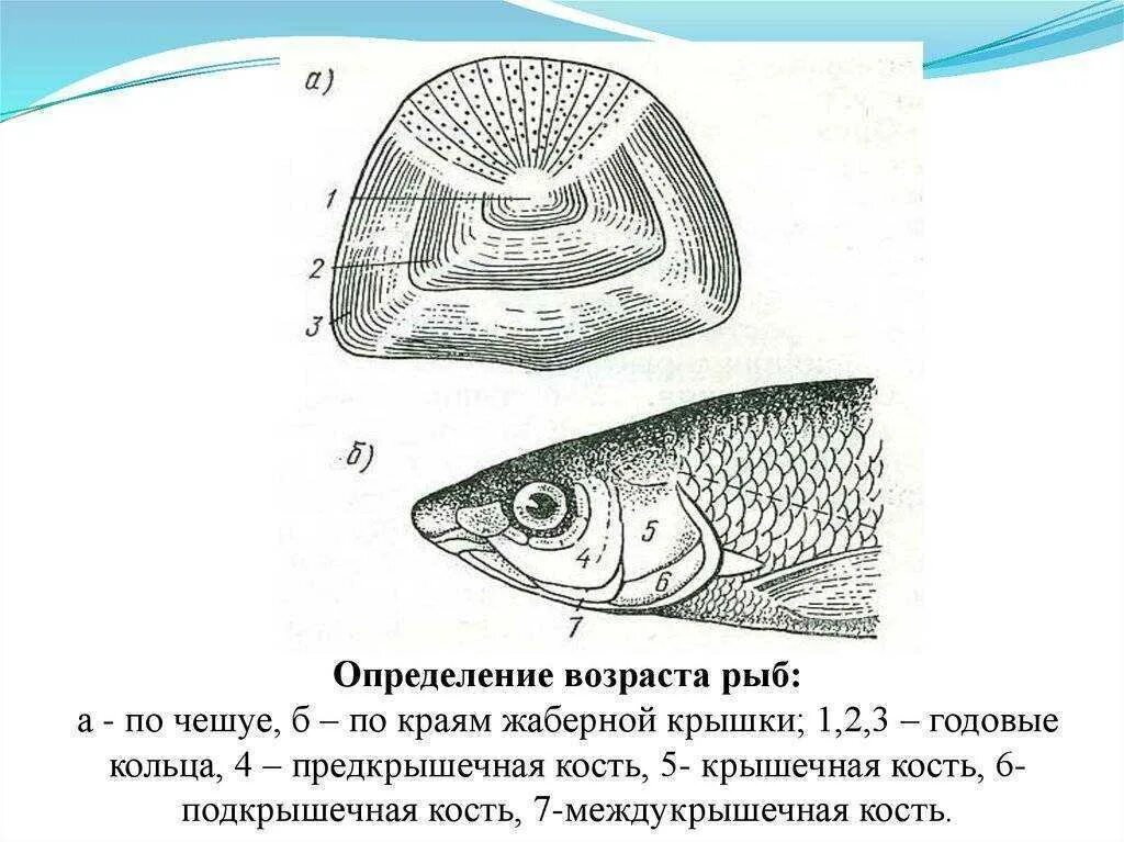 Как отличить рыбу. Строение чешуи карпа. Жаберные крышки у костных рыб. Жаберная крышка рыб Возраст. Как узнать Возраст костных рыб.