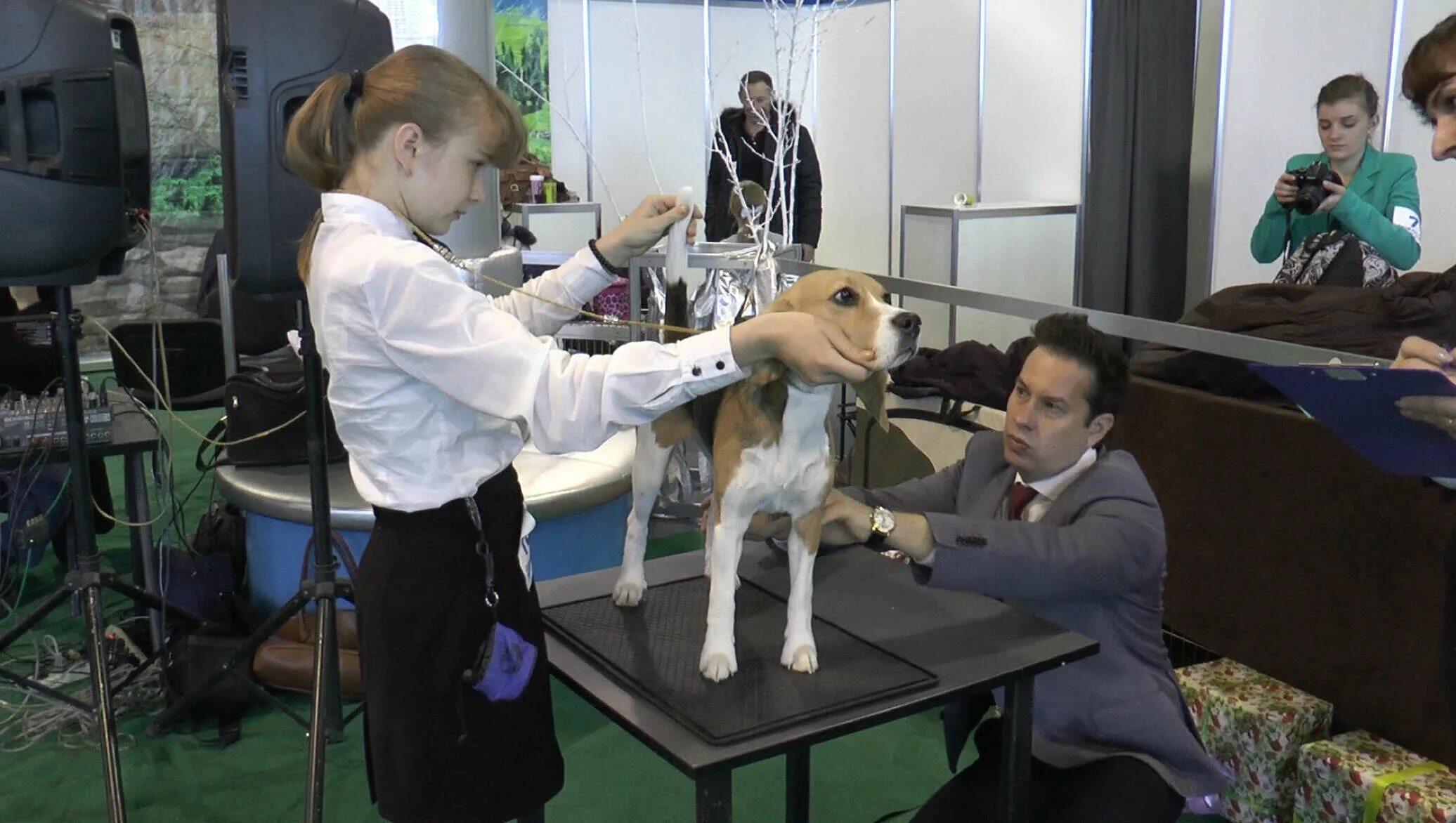 Выставка собак 14. Стойка собаки для выставки. Измерение собак на выставке. Конкурс выставка собак. Столы для осмотра собак на выставках.