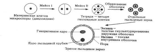 Микроспора покрытосеменных. Образование микроспор у покрытосеменных. Микроспорогенез голосеменных растений. Микроспорогенез формирование мужского гаметофита у сосны. В результате какого деления образуются микроспоры