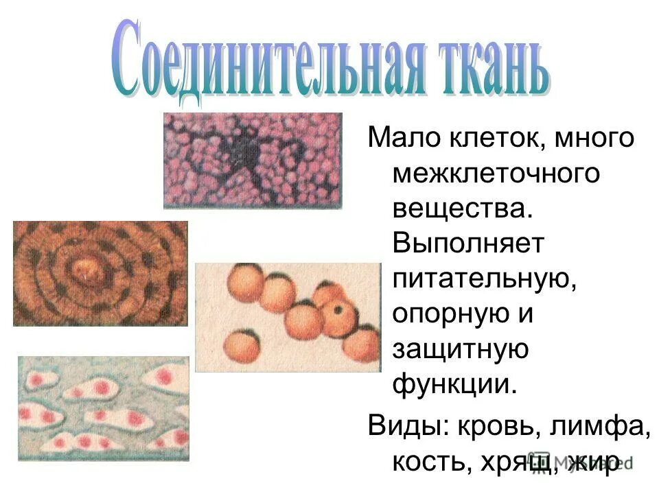 Соединительная ткань кровь межклеточное вещество. Амеба и инфузория туфелька. Клетки выполняющие опорную функцию. Механическая ткань функции. Схема взаимодействия нейронов.