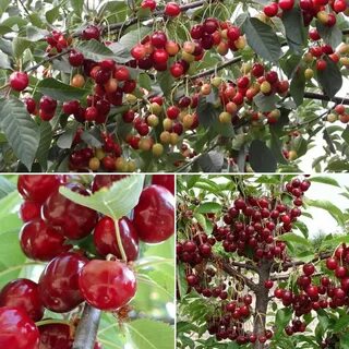 Какие бывают сорта вишни