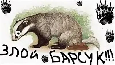 Когда приходит барсук