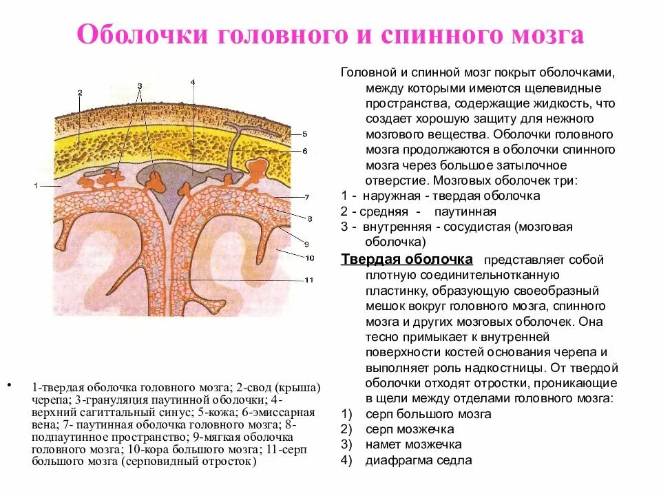 Головной мозг покрыт оболочками. Твердая мозговая оболочка головного мозга схема. Оболочки головного и спинного мозга их строение. Паутинная оболочка головного мозга анатомия. Оболочки головного мозга: отростки твердой мозговой оболочки.