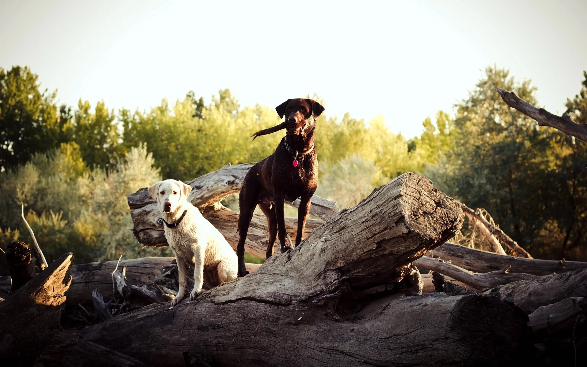 We two dogs. Собака на природе. Собака охотничья. Красивые пейзажи с собаками. Охотник с собакой.