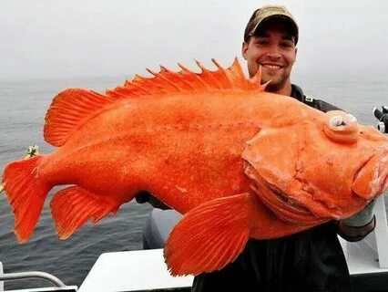 Real fish