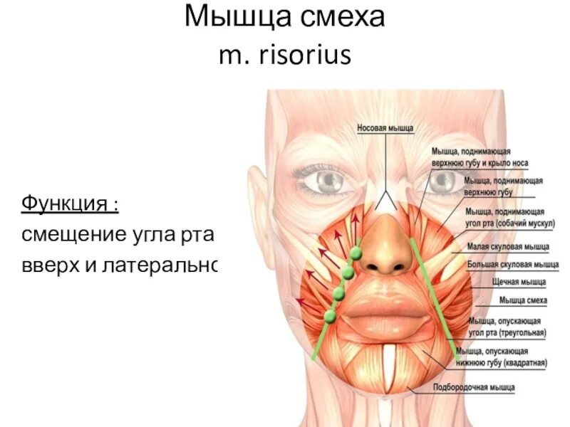 Поднимающая угол рта. Мышцы лица носогубная складка. Мышцы лица носогубные складки анатомия. Мышца отвечающая за носогубную складку.