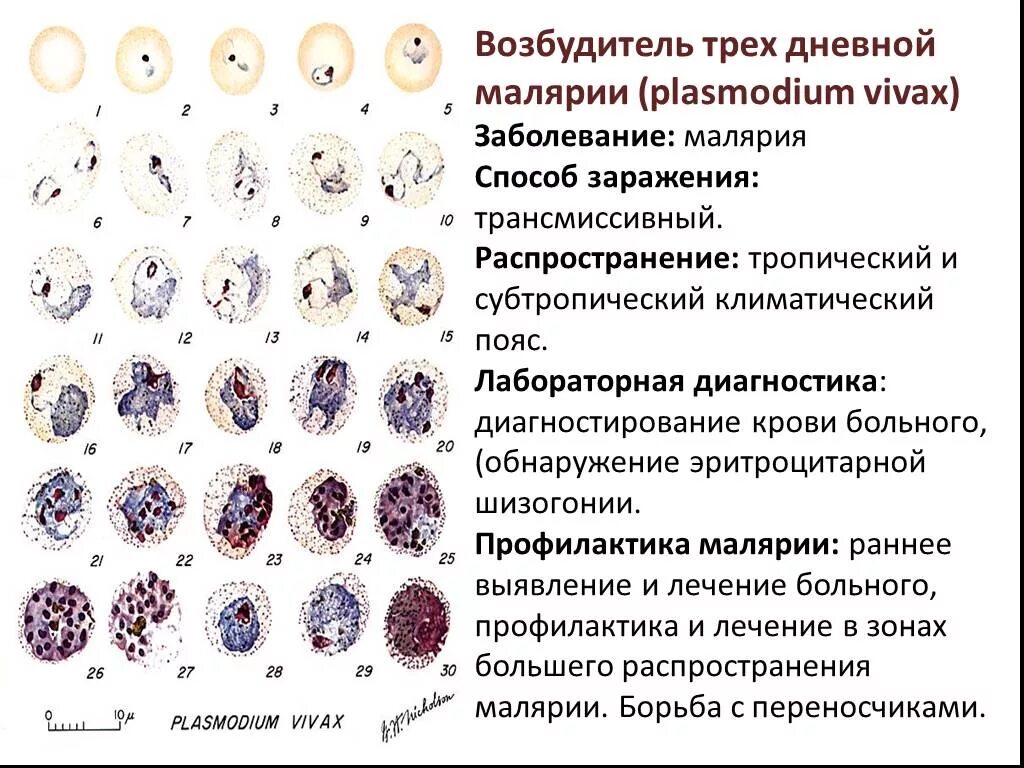 Несколько ведущих генераций плазмодиев возможно при