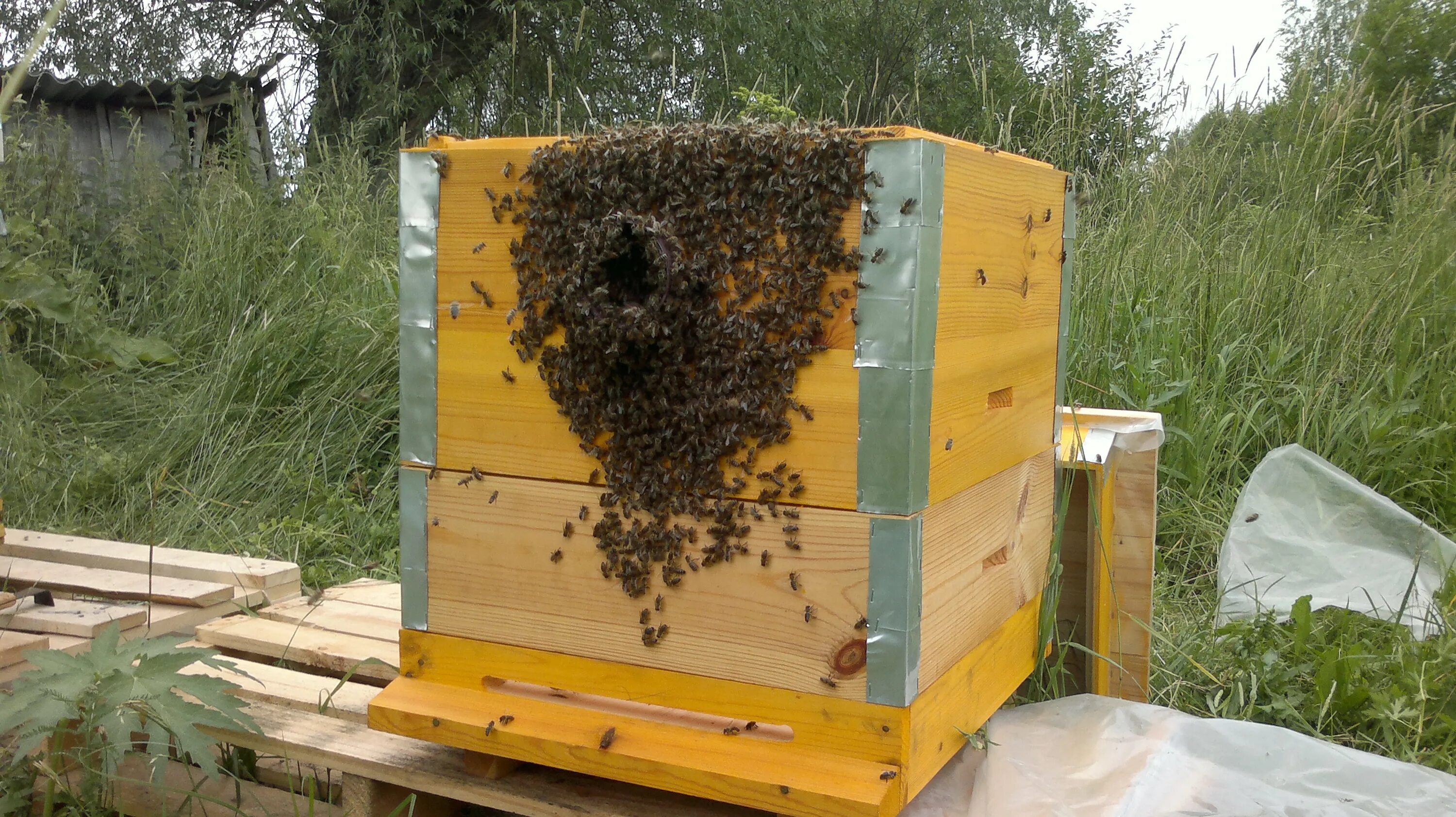 Пчелы купить в нижегородской. Улей для пчел. Пчелы пасека. Пчеловодство для новичка. Пасека ульи.