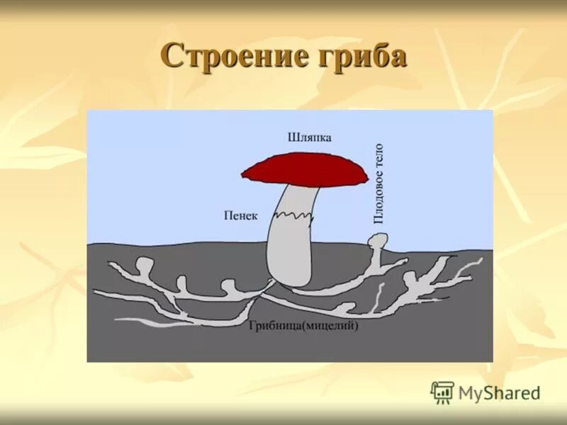 Тема строение гриба