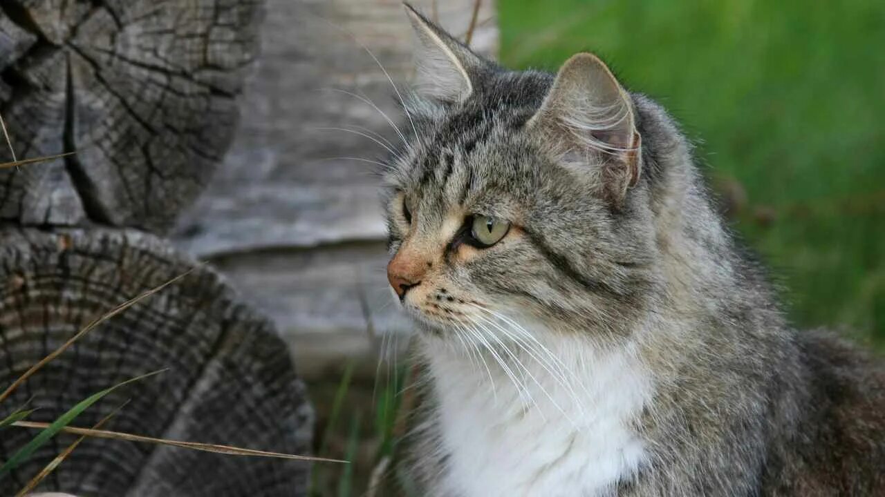 Фото котиков красивых на природе. Кошка домашняя. Бело-коричневая кошка на природе. Зачем природе кошки. Зачем природе кошки.