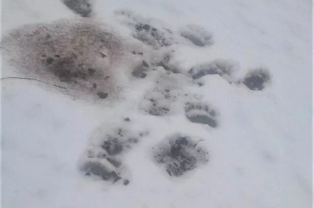 След медведя. Следы медведя на снегу. Следы медвежонка на снегу. Отпечаток медвежьей лапы на снегу. Лапка на снегу