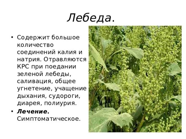 Описание лебеды по следующему плану