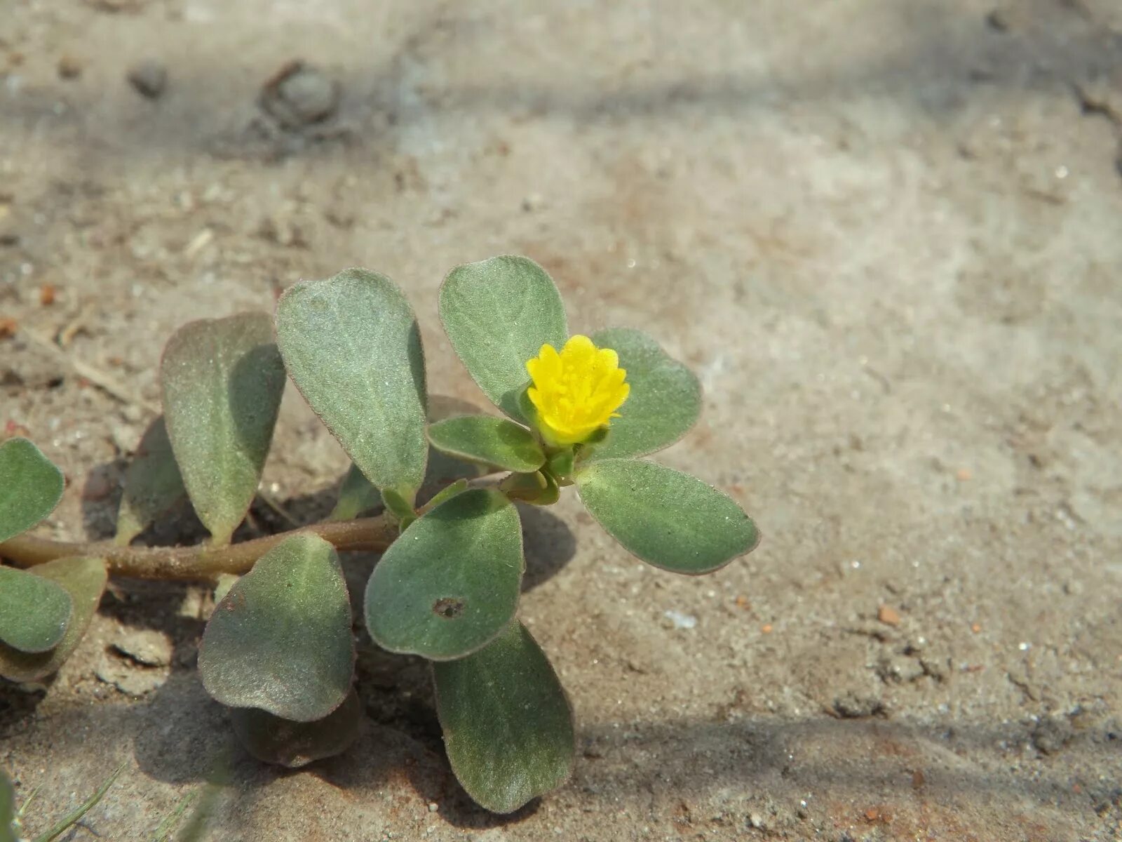 Портулак огородный фото полезные свойства. Портулак огородный. Портулак горный. Portulaca oleracea. Портулак овощной.