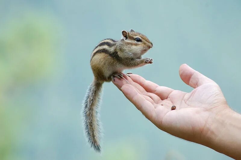малый бурундук. полосатый бурундук. малый бурундук. маленький бурундучок. маленький полосатый грызун.