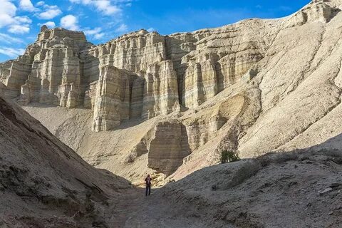 Орманда аққұбамен жыныстық қатынас