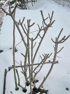 Почки гортензии метельчатой